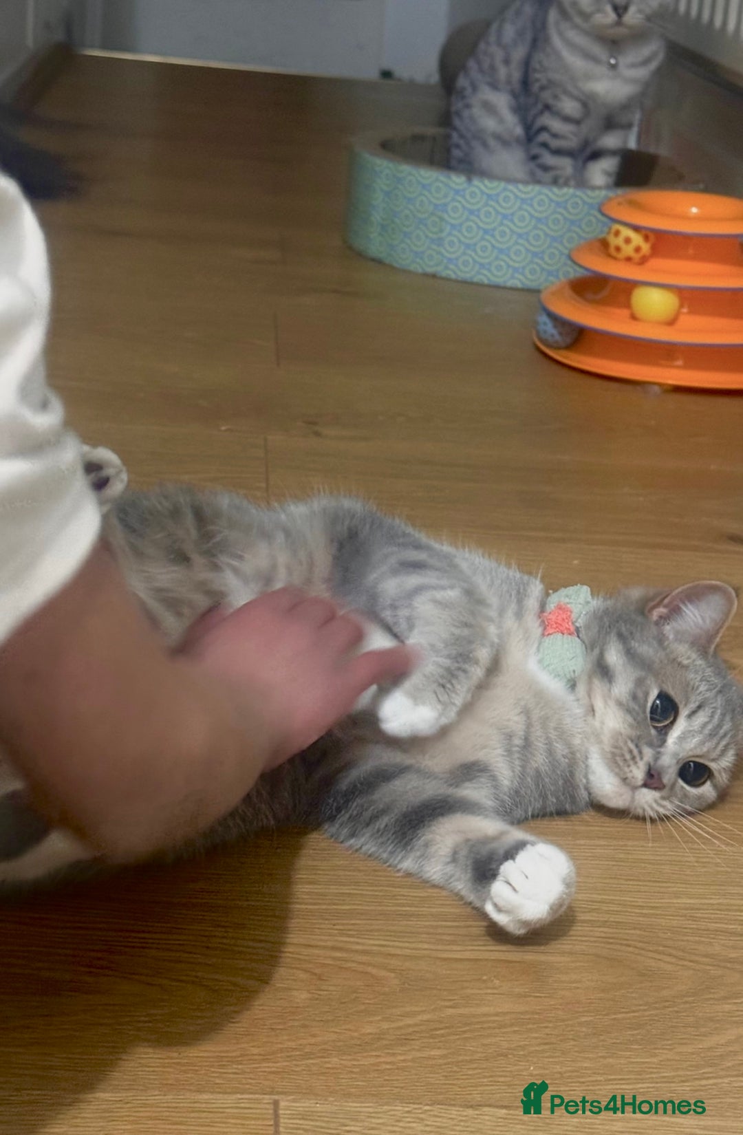 British Shorthair cats for sale: Indoor Female British Shorthair  - Image 2