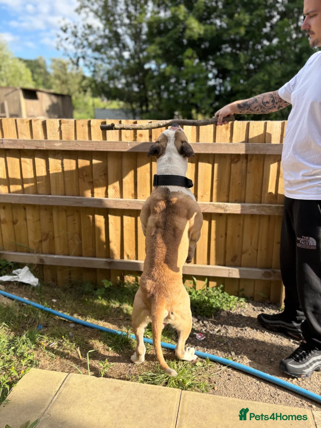 Alapaha Blue Blood Bulldog dogs for sale: Adult male Alapaha blue blood bulldog  in Gloucester - Advert 11