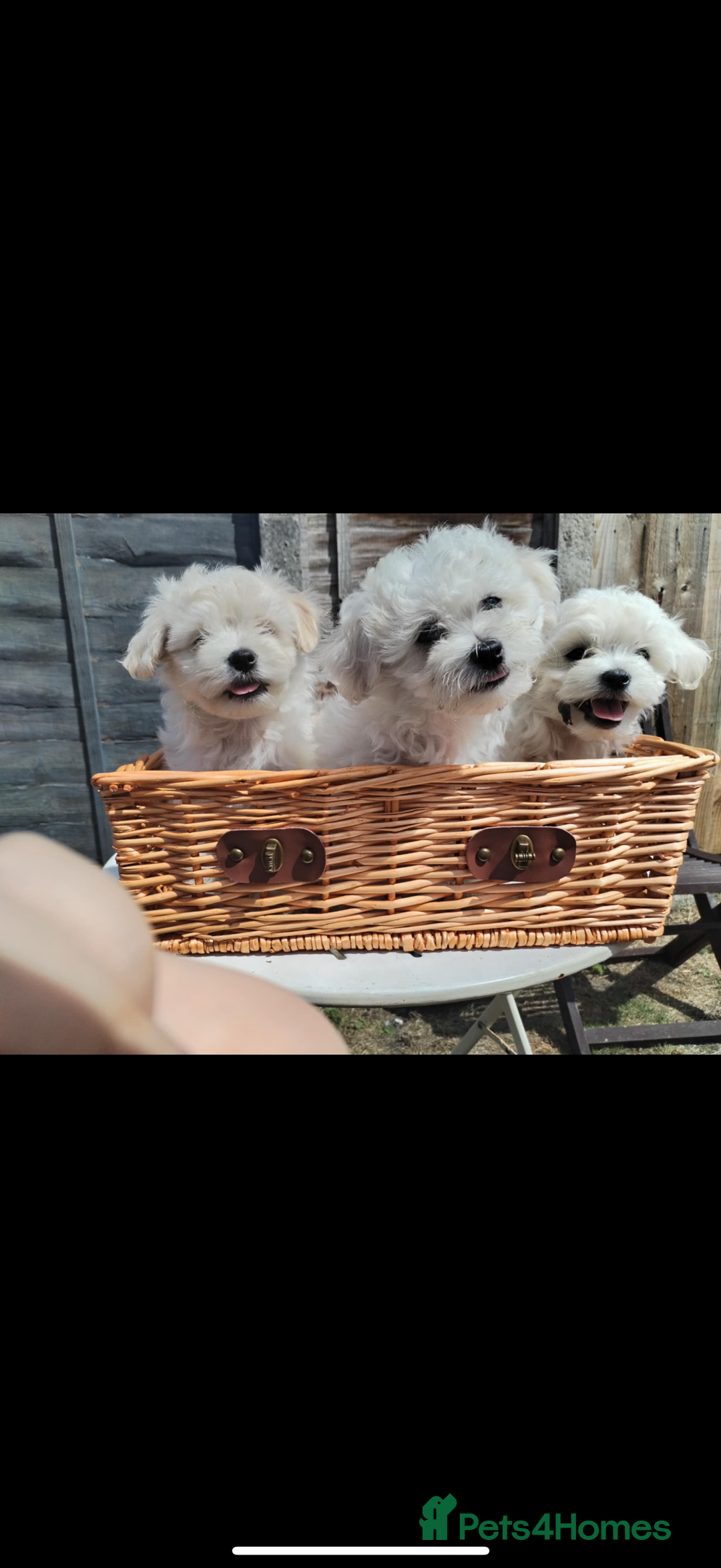 Maltese dogs for sale: Bichon Maltese puppy’s  - Image 2