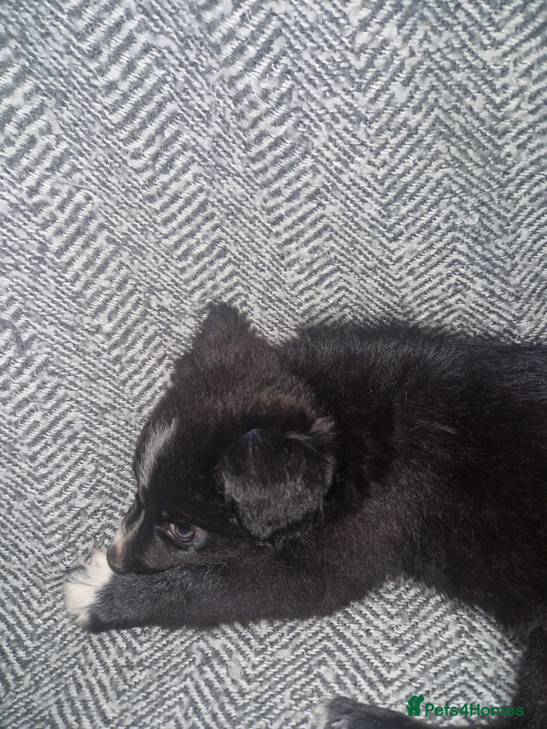 Border Collie dogs for sale: Stunning little litter of border collies  - Image 4