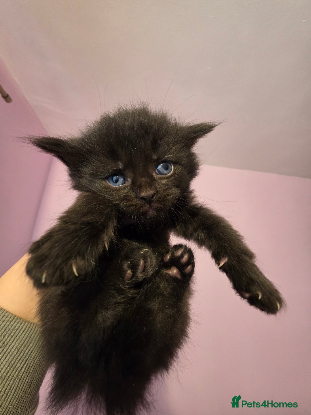 Maine Coon cats for sale: Maine Coon Kittens for Sale ready to reserve  - Advert 3