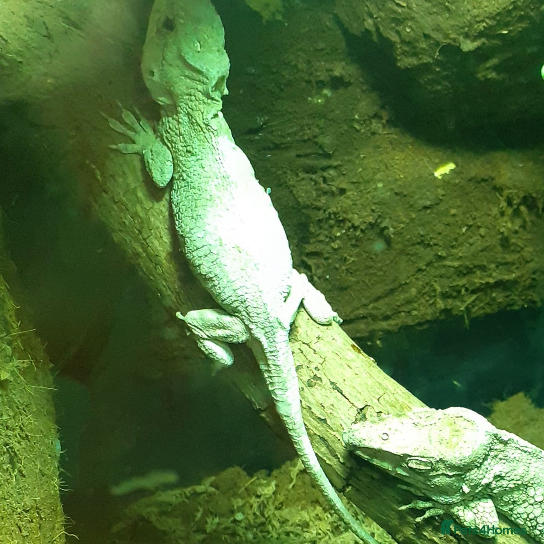 Anole reptiles for sale: Breeding pair of Cuban false chameleons  - Advert 1