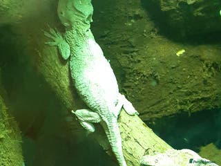 Anole reptiles Breeding pair of Cuban false chameleons - Advert 1