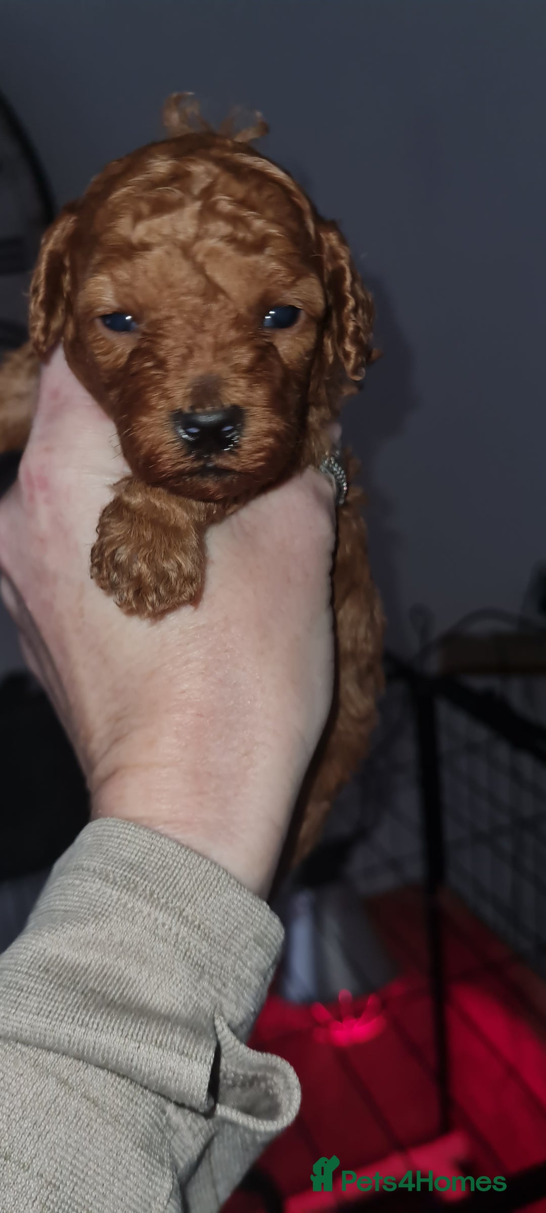 Toy Poodle dogs for sale: Toy miniature poodle - Advert 7