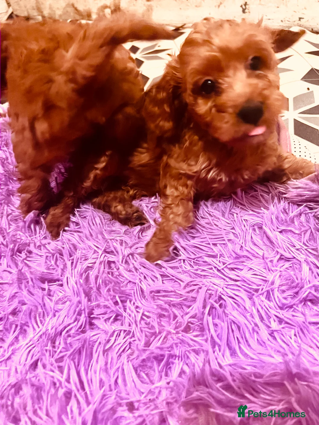 Cockapoo dogs for sale: Stunning 🐶 Cockapoo Puppies - Advert 21
