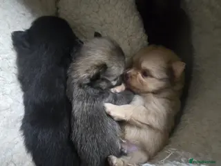 Pomchi dogs Beautiful pomchi 2 girls 2 boys - Advert 1