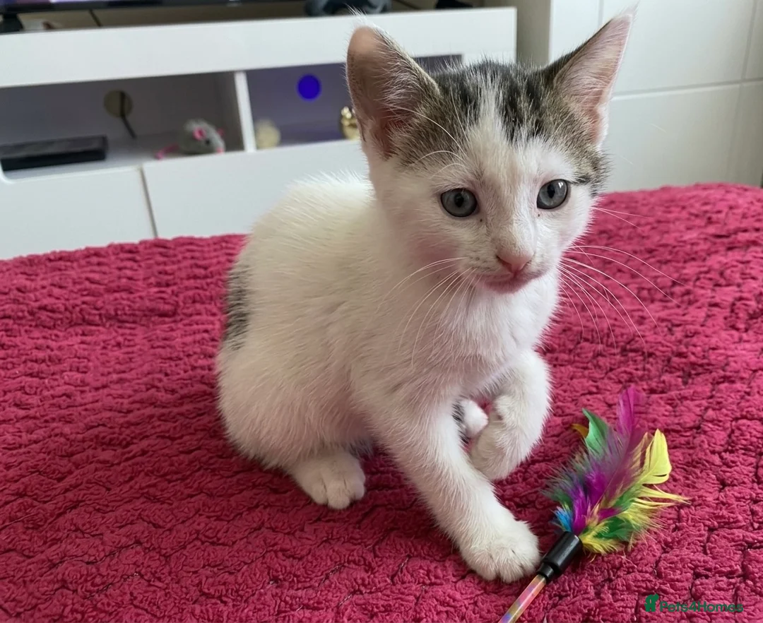 Mixed Breed cats for sale: Half british short hair kittens - Advert 2