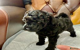 Toy Poodle dogs for sale: Four Beautiful Little Boys “Real Charmer’s “ - Image 4