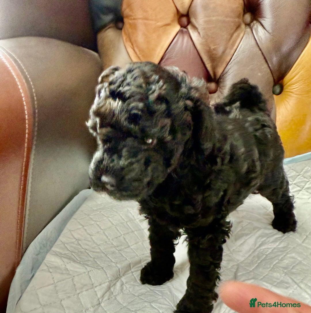Toy Poodle dogs for sale: Four Beautiful Little Boys “Real Charmer’s “ - Image 4