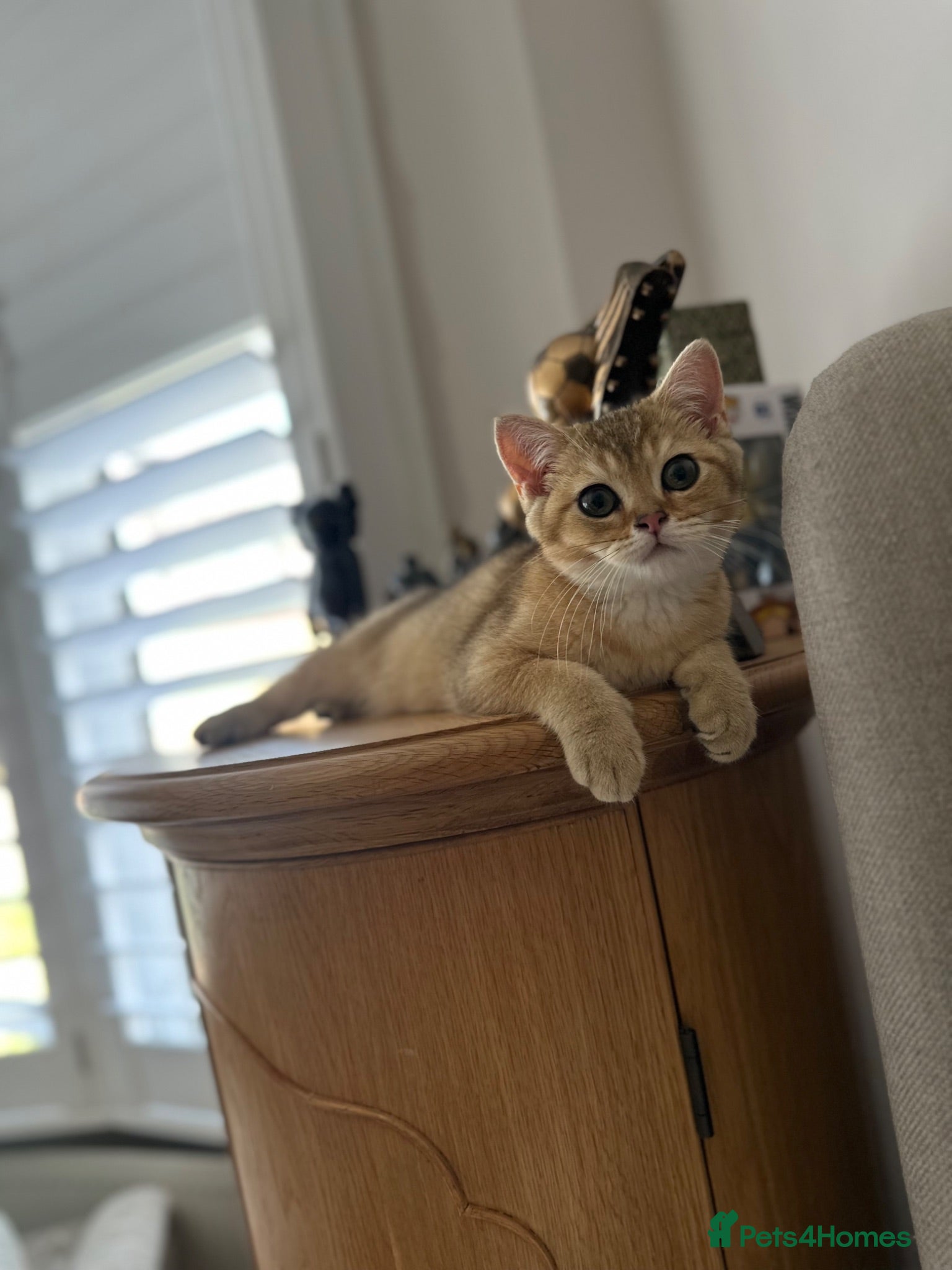 British Shorthair cats BSH Golden shaded kittens, pure breed! Ready now - Advert 2