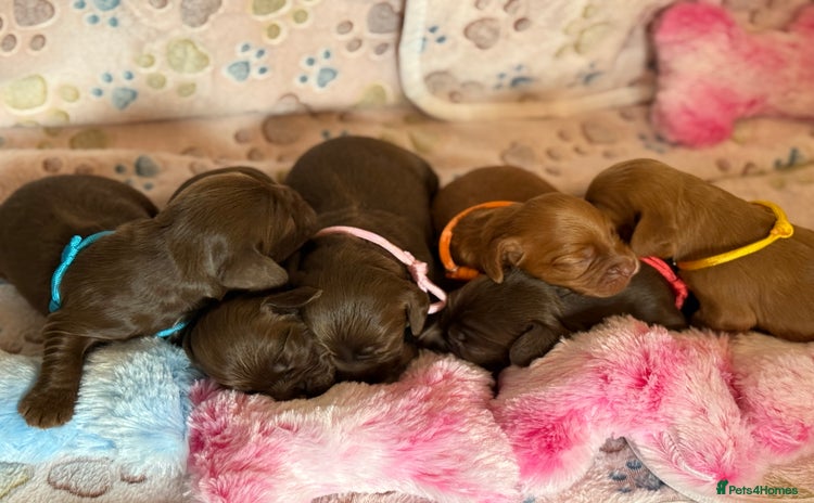 Cocker Spaniel dogs - Advert 5