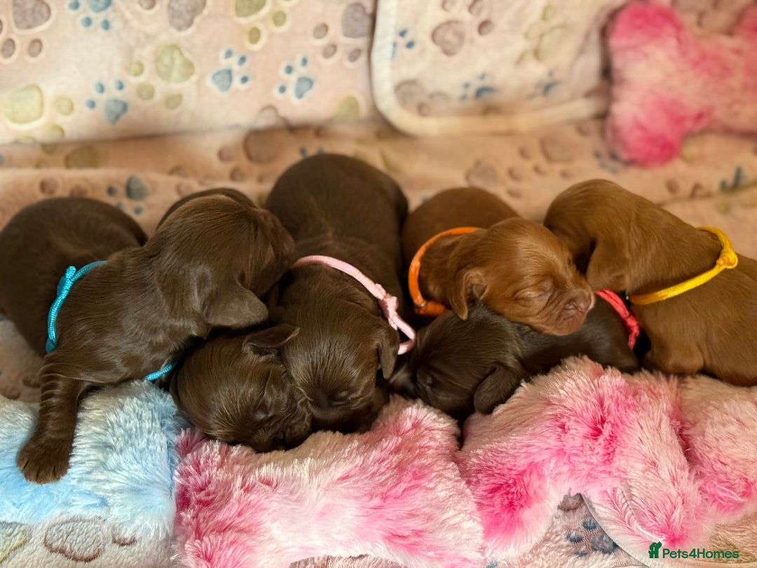 Cocker Spaniel dogs for sale: Beautiful Cocker Spaniel Puppies - Image 1
