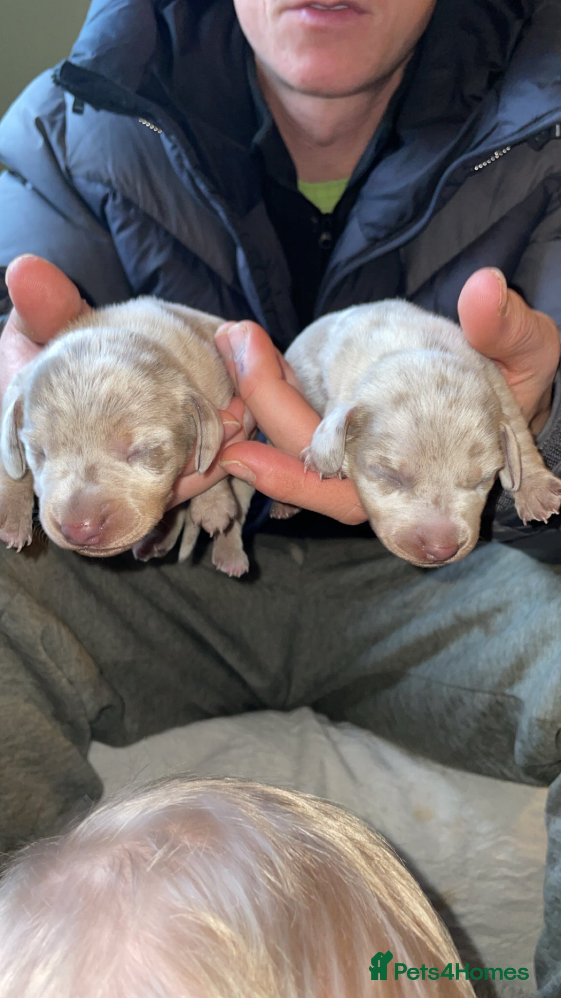 Miniature Dachshund dogs Miniature dachshund puppies - Advert 1