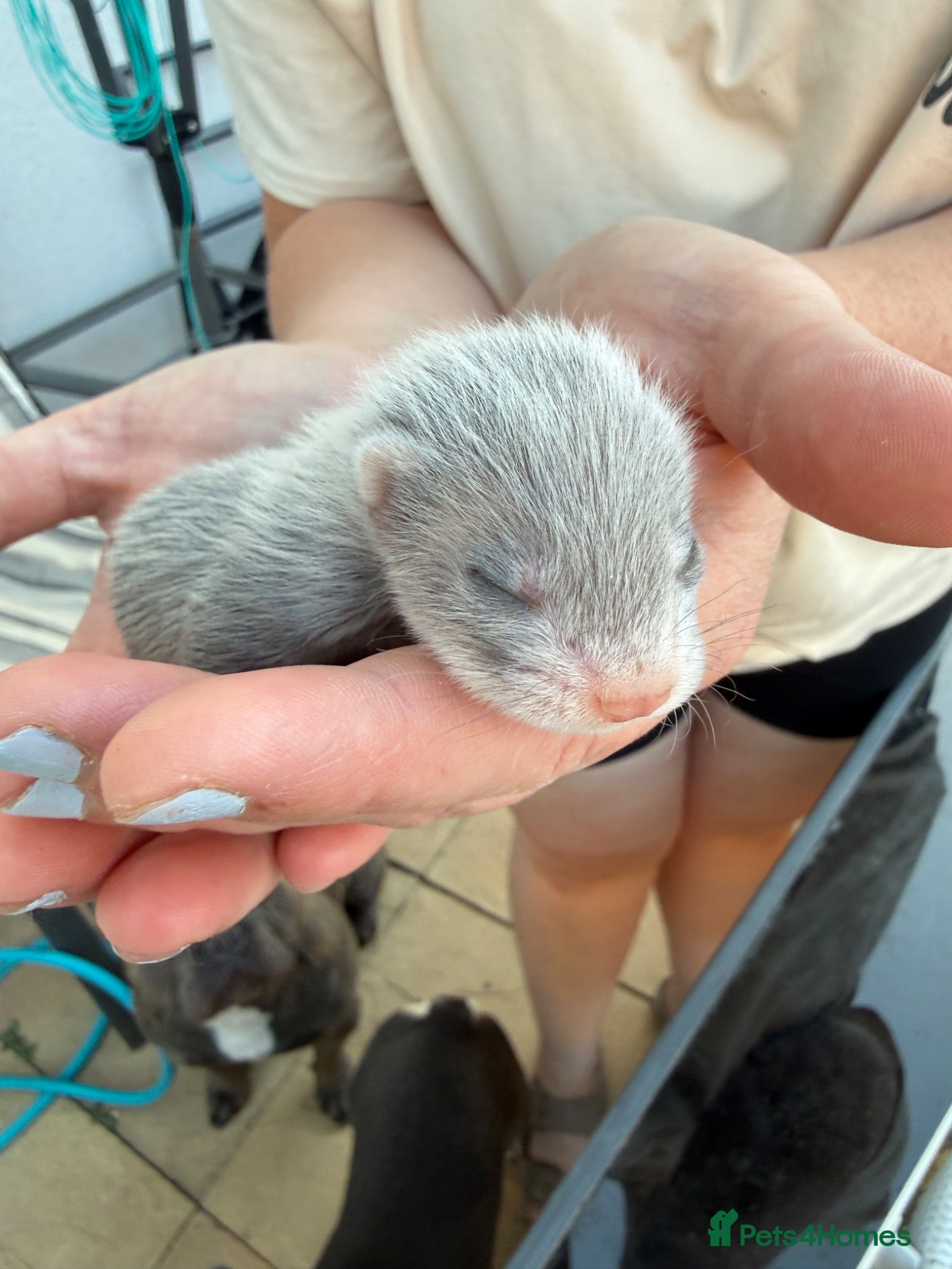 Ferret rodents Micro Ferrets  - Advert 1