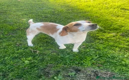 Beagle dogs for sale: Gorgeous Beagle puppies - Ready Now  - Advert 5
