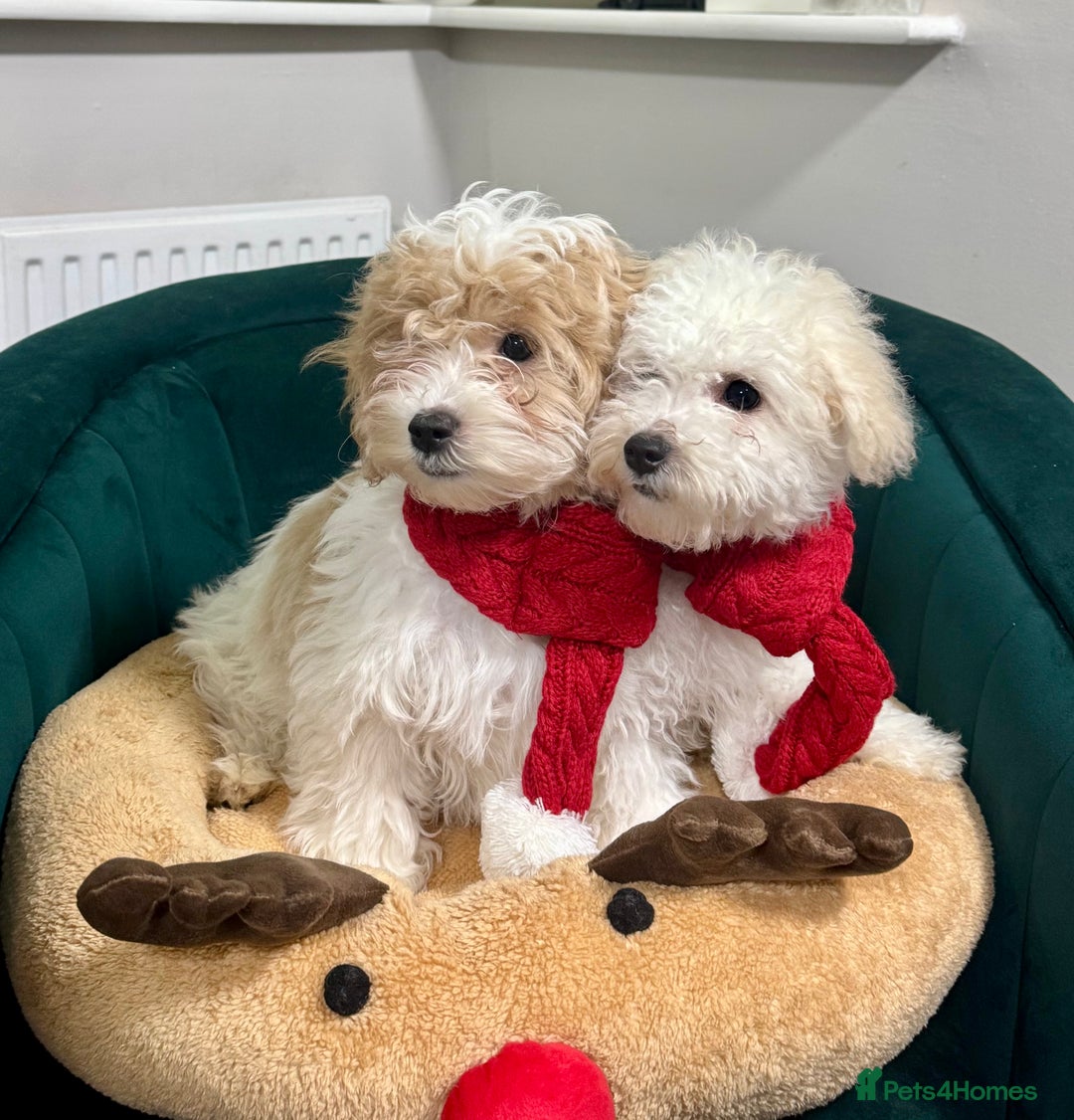 Maltipoo dogs for sale: 2 GORGEOUS FEMALE MALTIPOO PUPPIES - Advert 3