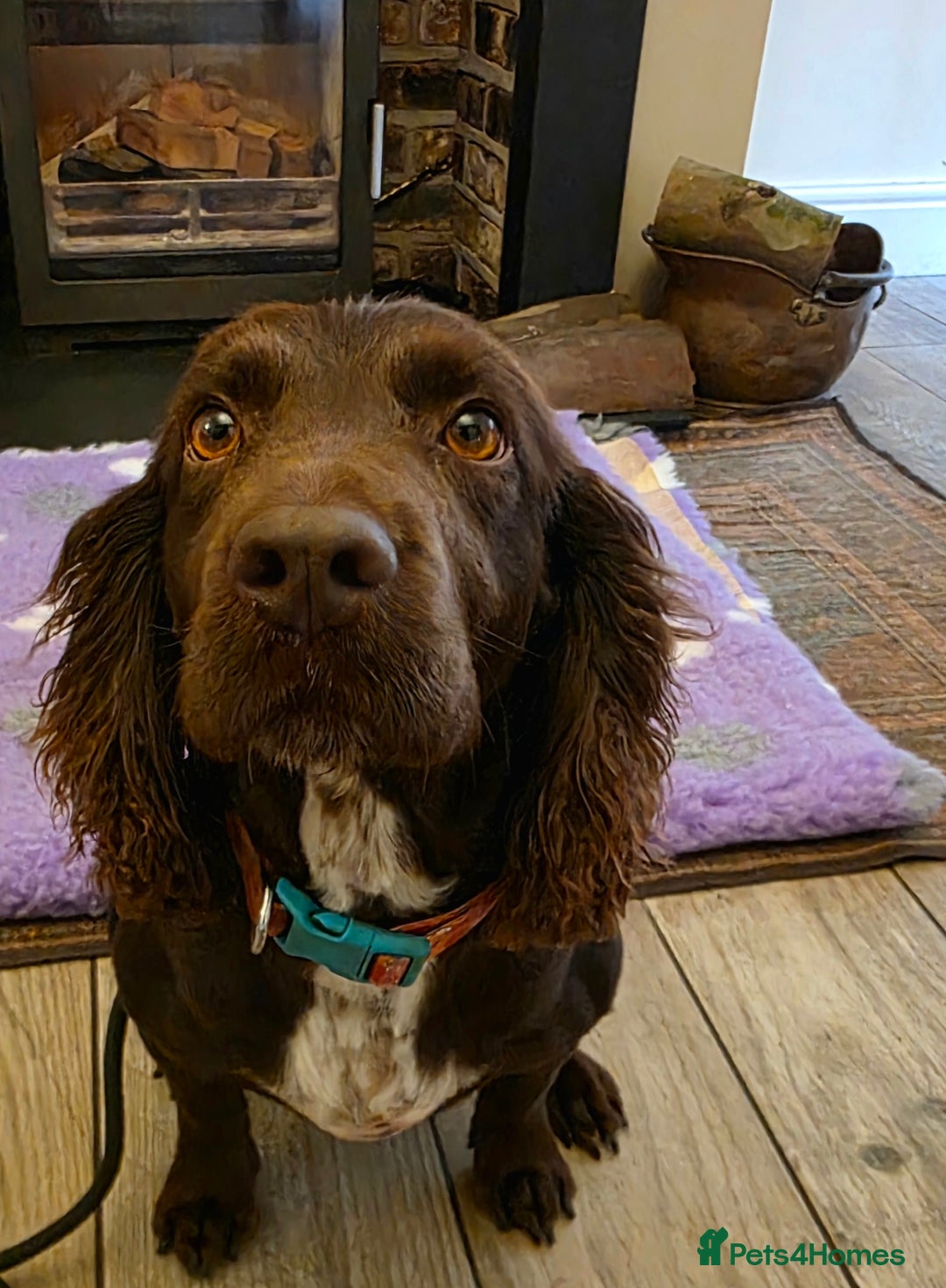 Cockerdor dogs for sale: Gorgeous Cockerdor puppies. Health Tested Parents. - Advert 8