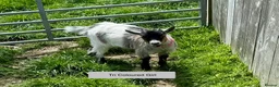Goats livestock for sale: Pygmy Goat kids. - Advert 9
