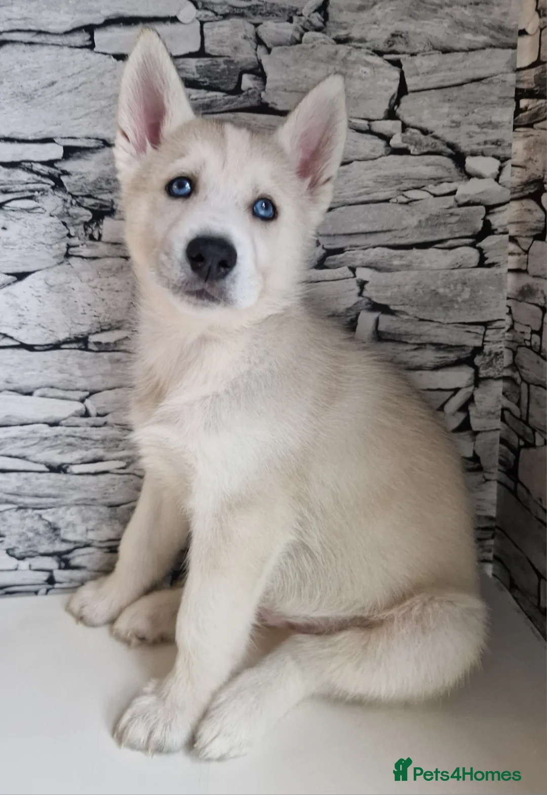 Siberian Husky dogs for sale: 1 beautiful girl left ❤️ ready now  - Advert 6