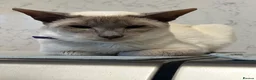Siamese cats for sale: Lovely lilac point Siamese girl needing new home  - Advert 3