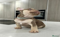 French Bulldog dogs for sale: French bulldog  - Image 14