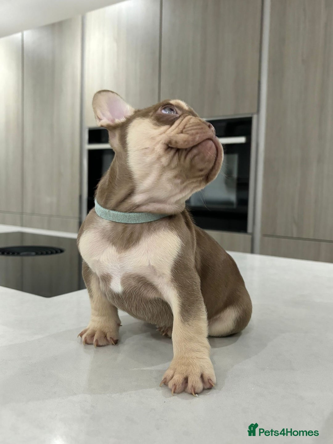 French Bulldog dogs for sale: French bulldog  - Image 14