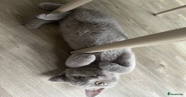 British Shorthair cats - Advert 7