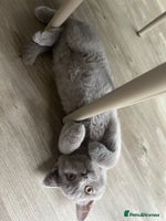 British Shorthair cats - Advert 12