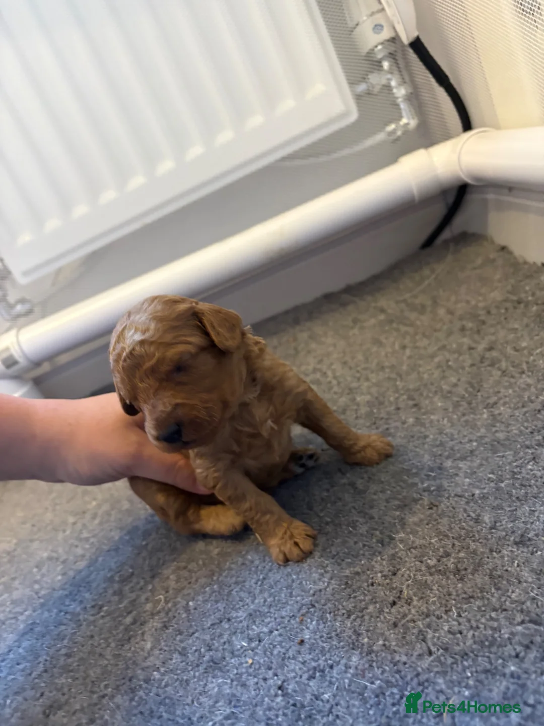 Mini Goldendoodle dogs for sale: Mini Goldendoodle pups in Normanton - Advert 13