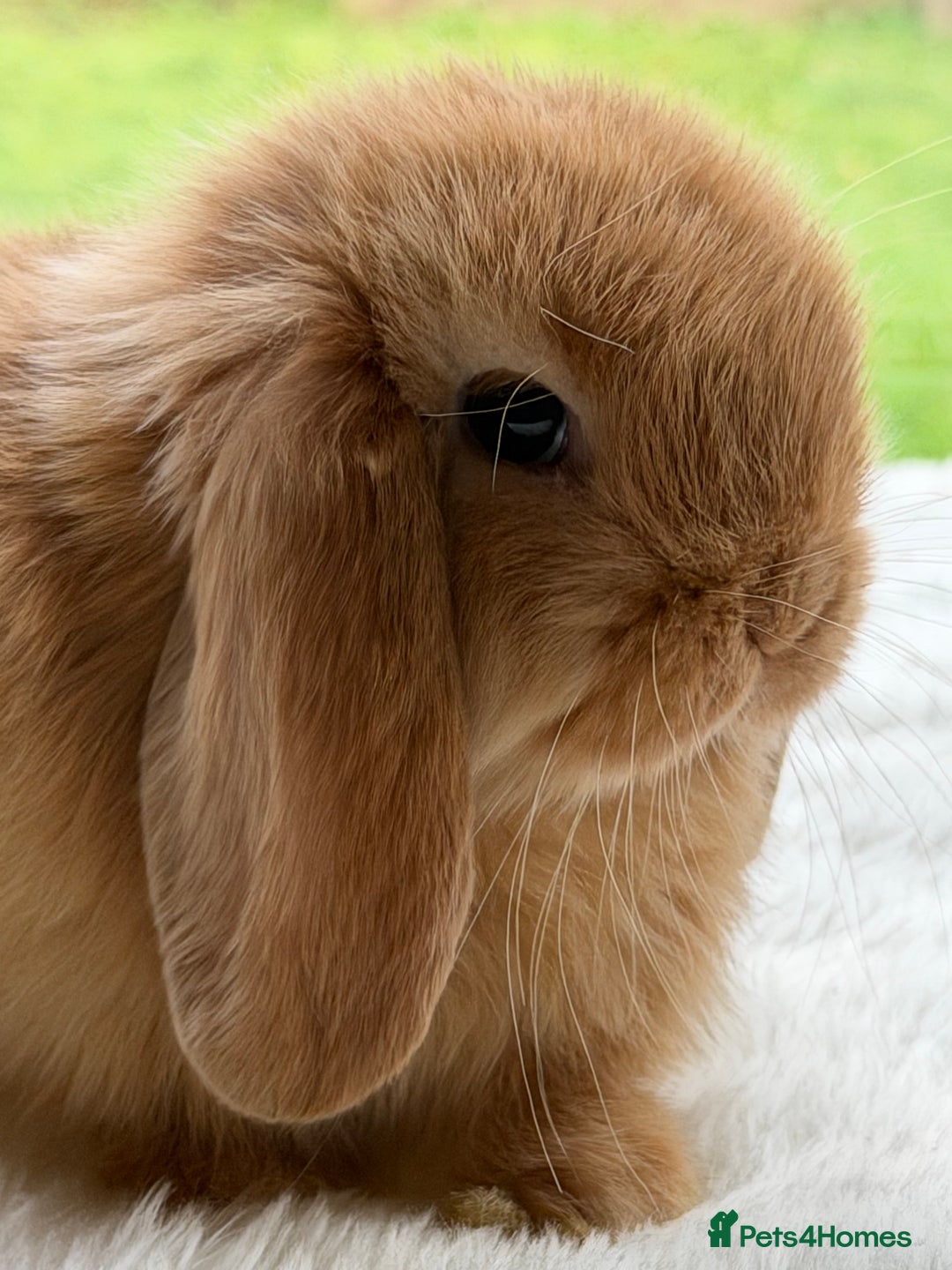 Mini Lop rabbits for sale: Mini lop - Advert 14