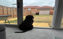 Cockapoo dogs for sale: 4 1/2 month cockapoo looking for his forever home - Image 5