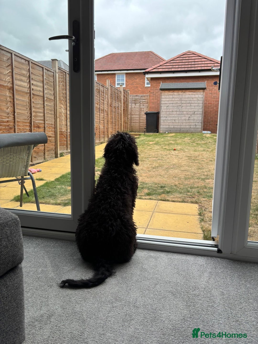 Cockapoo dogs for sale: 4 1/2 month cockapoo looking for his forever home - Image 5