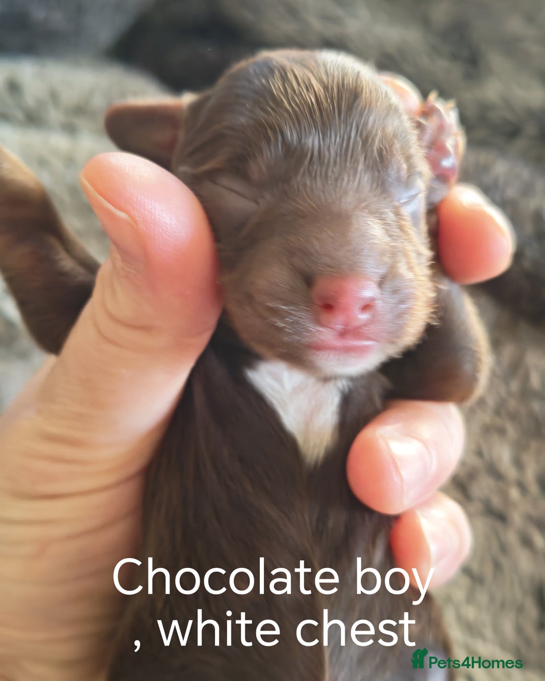 Cockapoo dogs for sale: Cockapoos F1 DNA Health tested patents - Advert 3