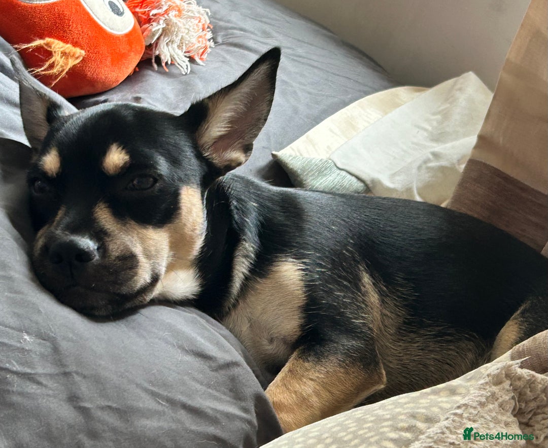 Mixed Breed dogs for sale: 10 mth old female Jack Russell/ Husky for sale - Advert 3