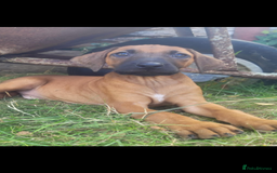 Rhodesian Ridgeback dogs for sale: KC reg chunky handsome pups - Image 30