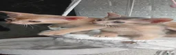 Abyssinian cats for sale: Beautiful Abyssinian Kittens  - Advert 6