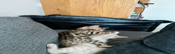 Bengal cats for sale: Brown Bengal Boy (last one) - Advert 19