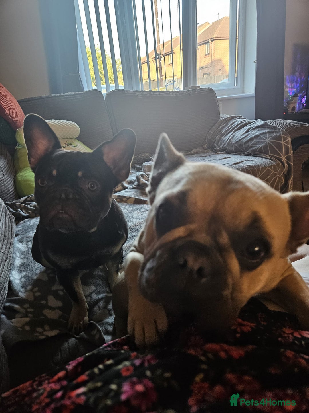 French Bulldog dogs for sale: 2 French bulldogs  - Image 4
