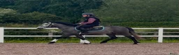 Connemara horses for sale: Class Quality and ready for the ribbons  - Advert 2