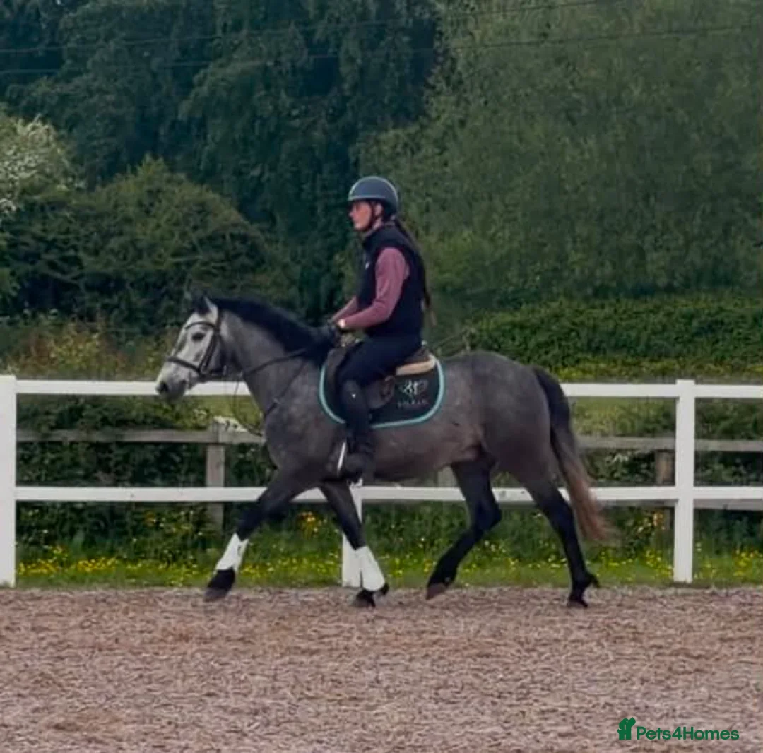Connemara horses for sale: Class Quality and ready for the ribbons  - Advert 2