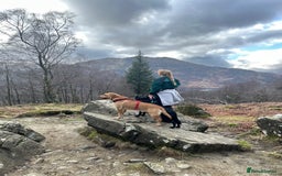 Labrador Retriever dogs for stud: Proven Health tested Lab Stud  in Chesterfield - Image 3