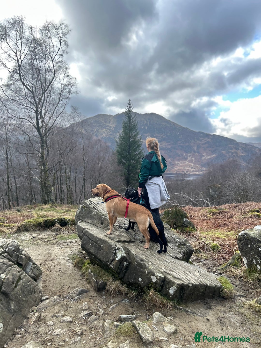 Labrador Retriever dogs for stud: Proven Health tested Lab Stud  in Chesterfield - Image 3