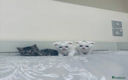 Scottish Fold cats for sale: Scottish Fold White Kittens - Image 1