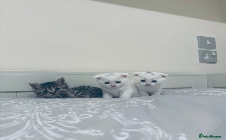 Scottish Fold cats - Advert 4
