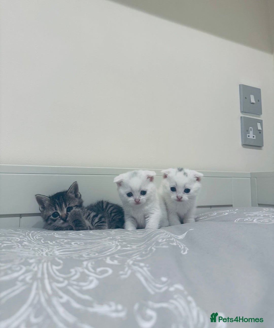 Scottish Fold cats for sale: Scottish Fold White Kittens - Image 1