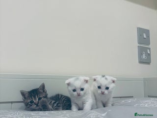 Scottish Fold cats - Advert 28