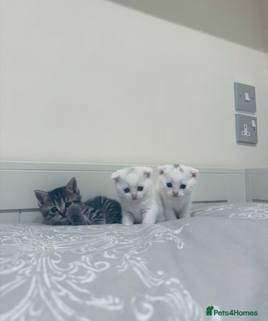 Scottish Fold cats - Advert 5