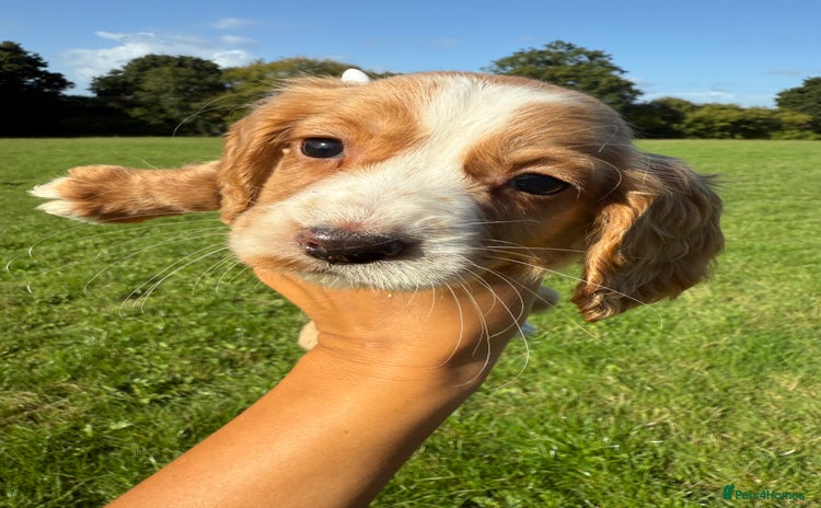 Cocker Spaniel dogs - Advert 14