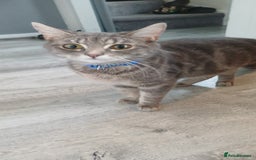 Mixed Breed cats for sale: Male kittens for sale  - Image 10