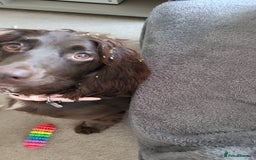Sprocker dogs for sale: Needing long walks and socializing - Image 3